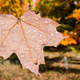 Illustration for article titled 76 Stunning Photos Of Fall Leaves